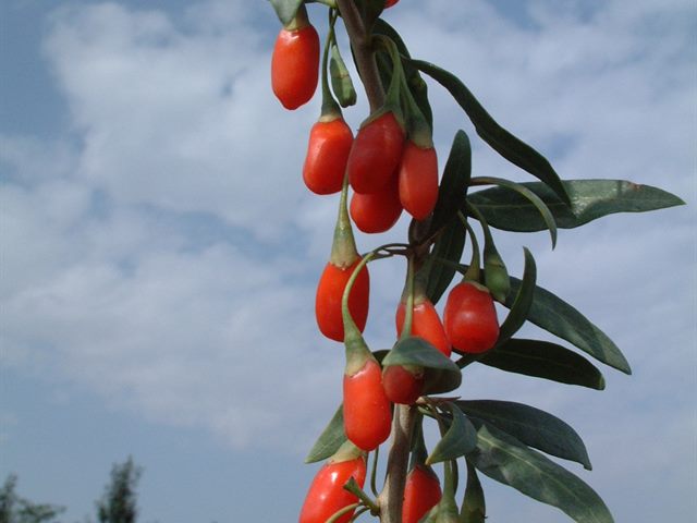 宁夏中宁枸杞种植基地风光